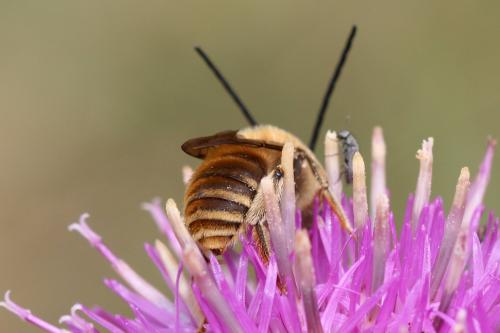 Eucera taurica